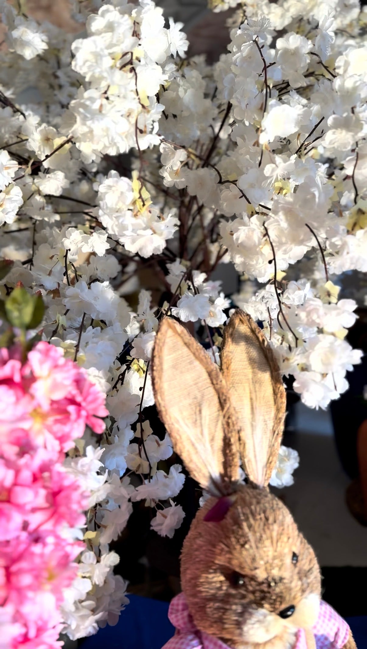 Cseresznye szakura 140x150